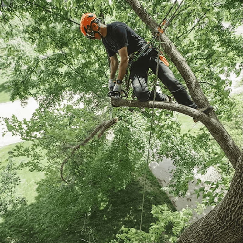 STIHL MS 194 T Top Handle Chainsaw 14" | Gilford Hardware